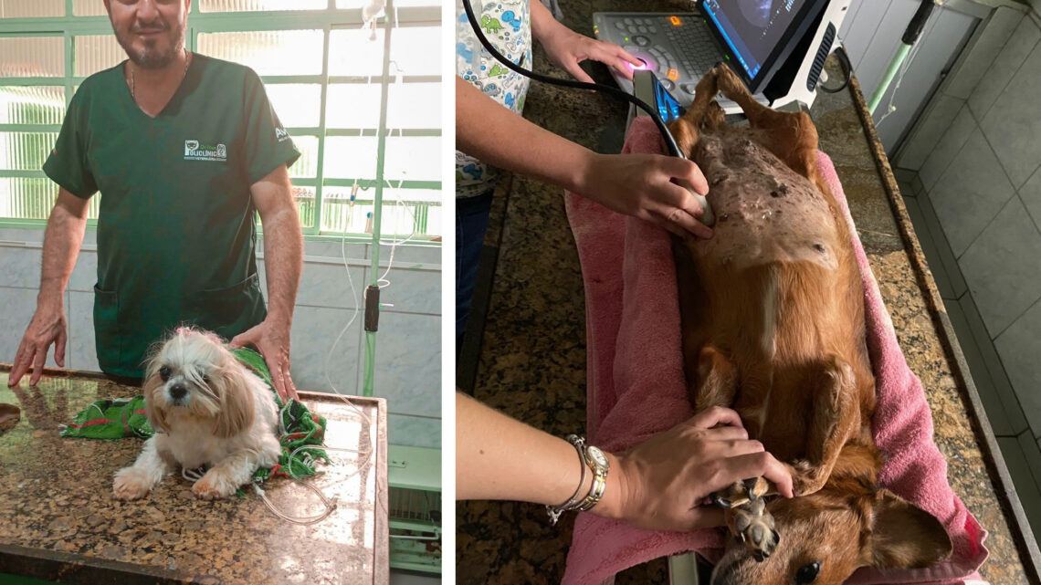 Dia do Médico-Veterinário: empreendedor de Jales amplia serviços de clínica pet com Banco do Povo