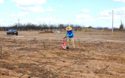 Começa cultivo em vila produtiva rural na região da transposição do Rio São Francisco