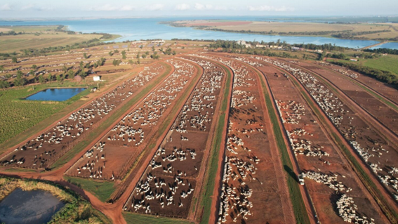 Colpar Agro é eleita 8ª maior empresa agropecuária nacional