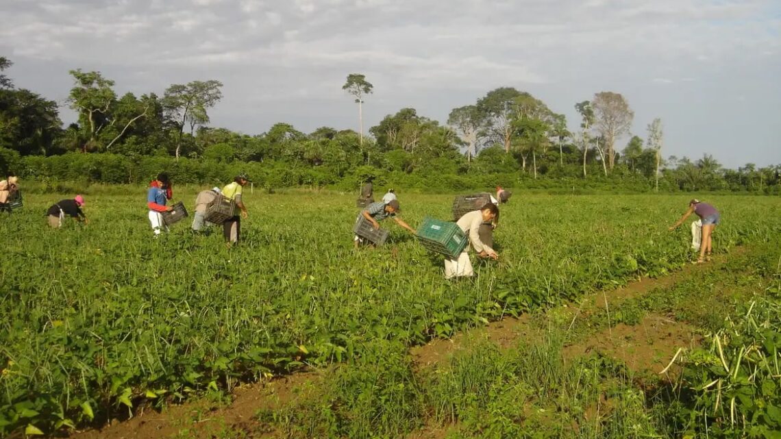 Agricultura familiar responde por 23% da produção agropecuária e 67% dos empregos no campo