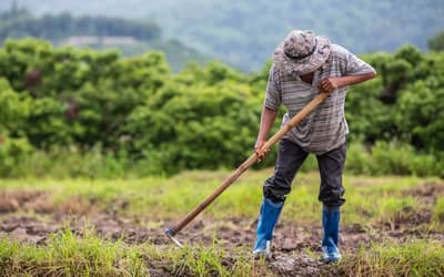 Agronegócio inicia 2025 com maior saldo de empregos formais desde 2022