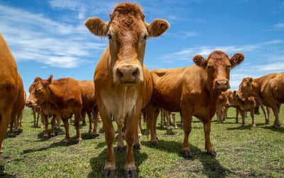 Arroba do boi gordo cai 1,74%, negociada a R$ 299,70