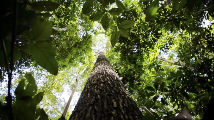 Banco da Amazônia amplia crédito verde e injeta R$ 1,7 bilhão em sustentabilidade no primeiro trimestre