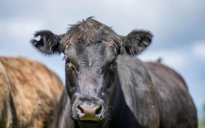Boi gordo hoje: confira as cotações para quinta-feira (25)