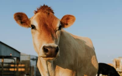 Boi gordo registra alta no preço da arroba