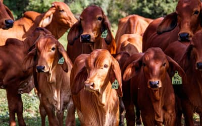 Boi gordo registra alta no preço da arroba