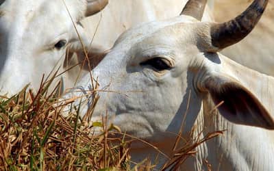 Boi gordo registra leve alta no preço nesta quarta-feira (14)