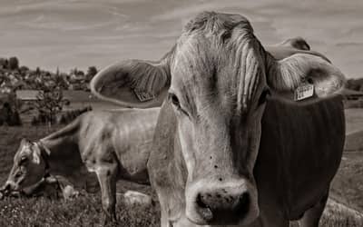 Boi gordo registra queda no preço da arroba