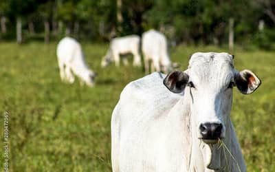 Boi gordo: semana começa com estabilidade no preço da arroba
