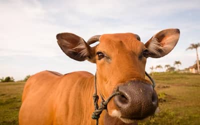 Boi gordo tem alta e carcaça suína fica estável nesta quarta-feira (9)