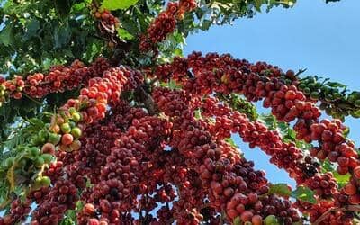 Café arábica sobe, enquanto café robusta, milho e açúcar cristal caem no mercado paulista
