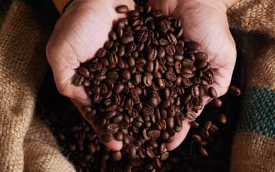 Cotações do café, açúcar e milho para esta quarta-feira (18)