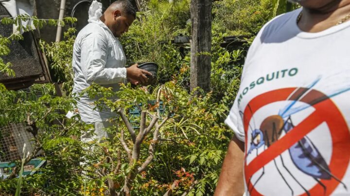 DENGUE: DF está entre as 10 unidades da federação com tendência de queda nos casos da doença