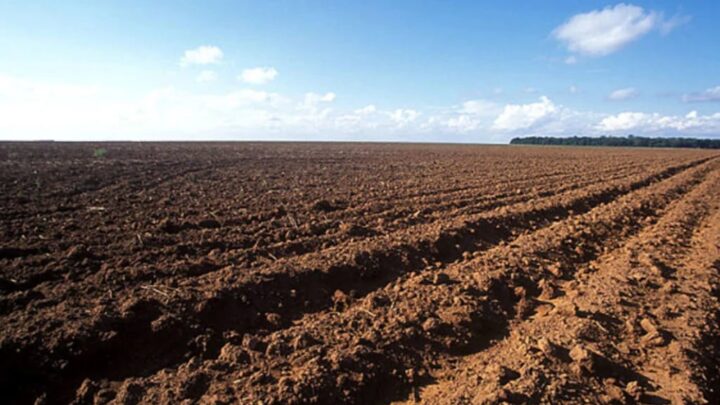Goiás inicia vazio sanitário da soja nesta sexta-feira; medida já vale em outros estados