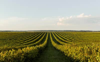 Soja e trigo apresentam alta no Paraná
