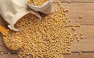 Soja e trigo: confira as cotações de preço para esta terça-feira (7)