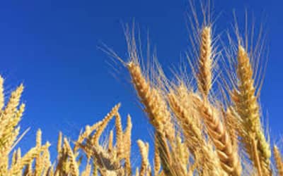 Soja e trigo em alta no Paraná