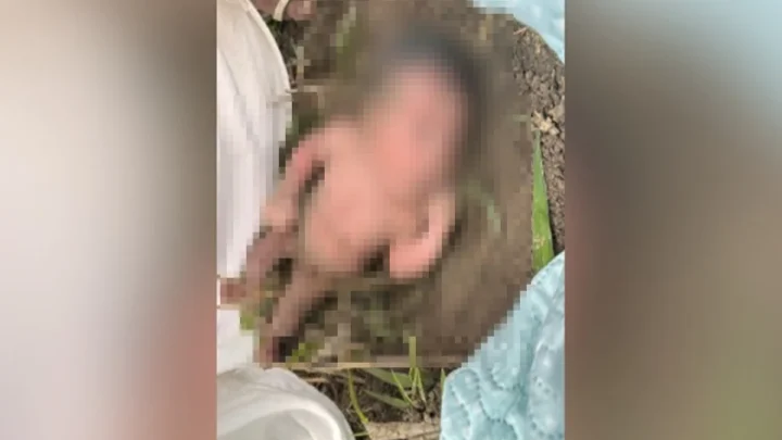 Recém-nascida é encontrada abandonada em formigueiro na zona rural de São Mateus (ES)