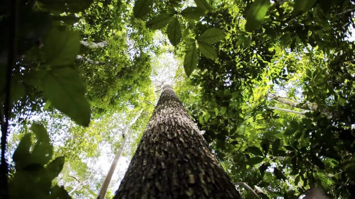 Cúpula do Clima: financiamento e transição energética guiam discussões