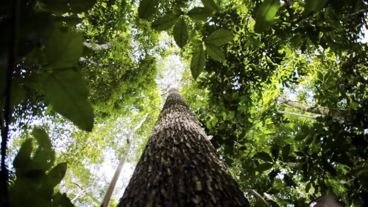 Cúpula do Clima: financiamento e transição energética guiam discussões