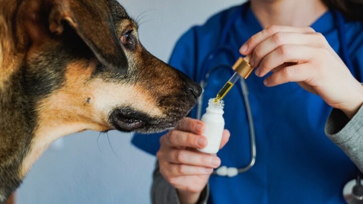 Curso capacita veterinários para prescrição de Cannabis