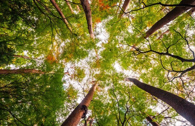 Florestas são uma fonte de benefícios para o ser humano