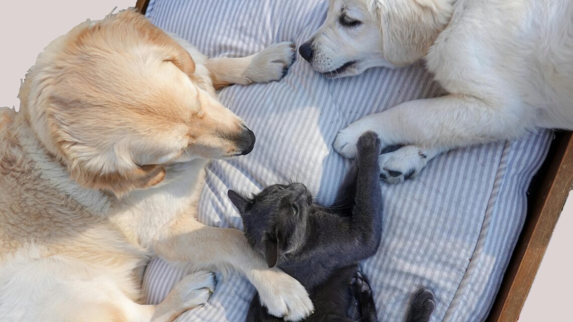 Fim de ano demanda atenção à saúde e segurança dos pets