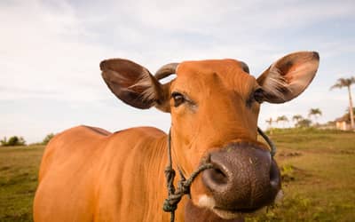 Boi gordo hoje: confira as cotações para esta quinta-feira (11)