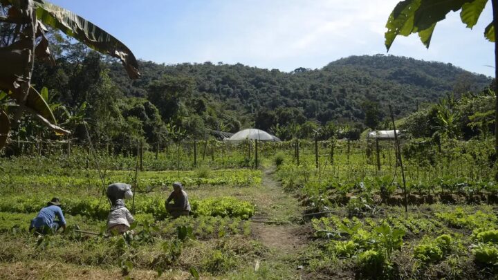 DITR 2025: prazo e orientações para a entrega da declaração do imposto rural