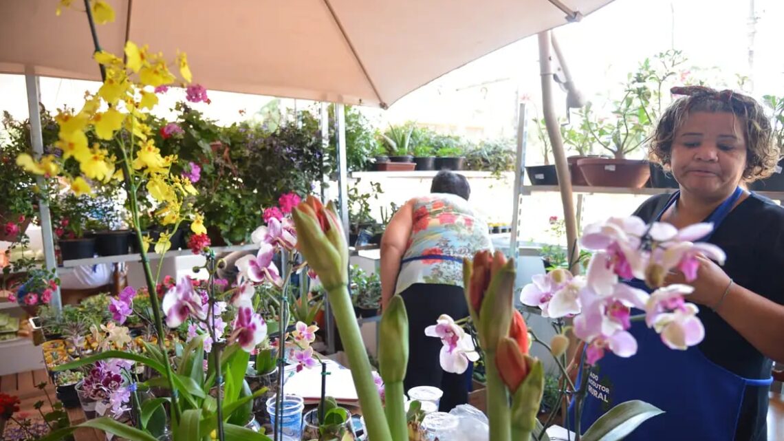 Microcrédito estimula abertura de pequenos negócios no Brasil; programas de financiamento contam com recursos do Banco da Amazônia