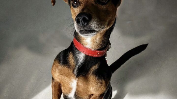 Pituco: o supercão brasileiro