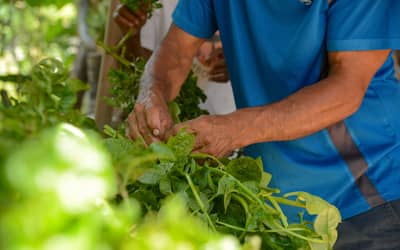 Plataforma gratuita facilita habilitação de produtores rurais para exportação