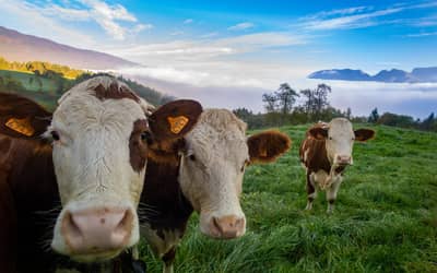 Preço do boi gordo hoje: confira as cotações para terça-feira (18)