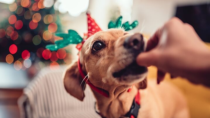 Pets e as festas de fim de ano: Como minimizar riscos e proteger os bichinhos