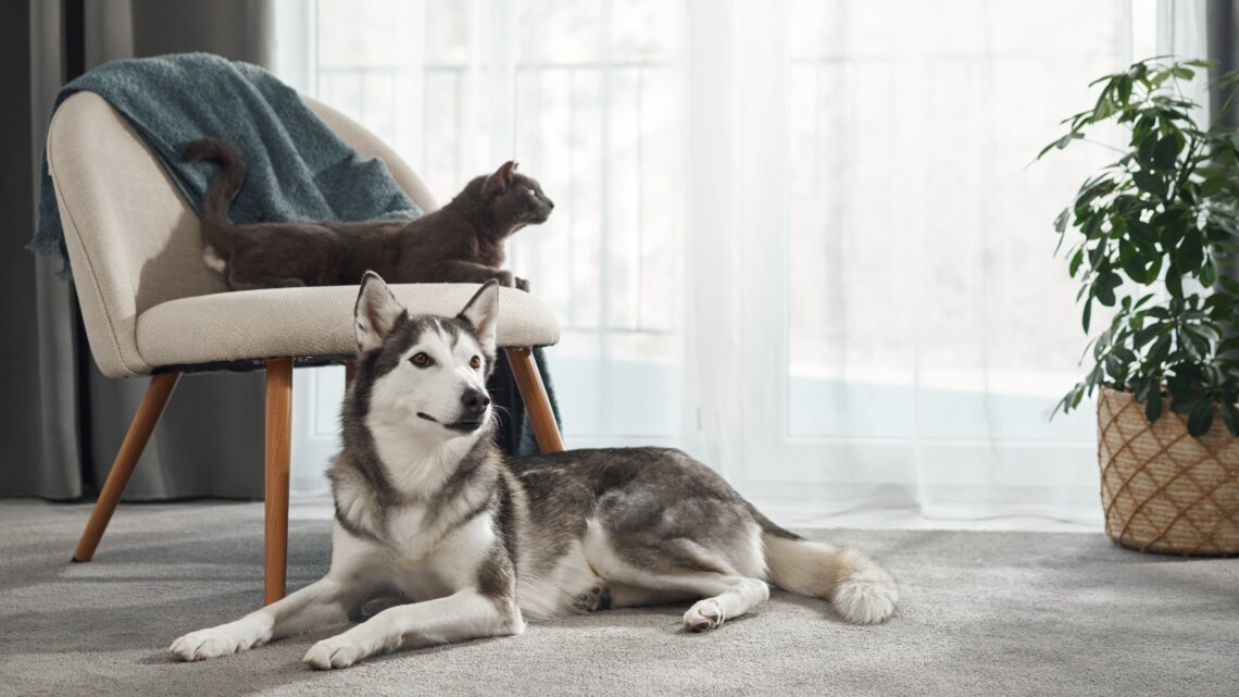 Fim de ano não pode ser o fim de uma vida: fogos, estresse e riscos invisíveis para cães e gatos
