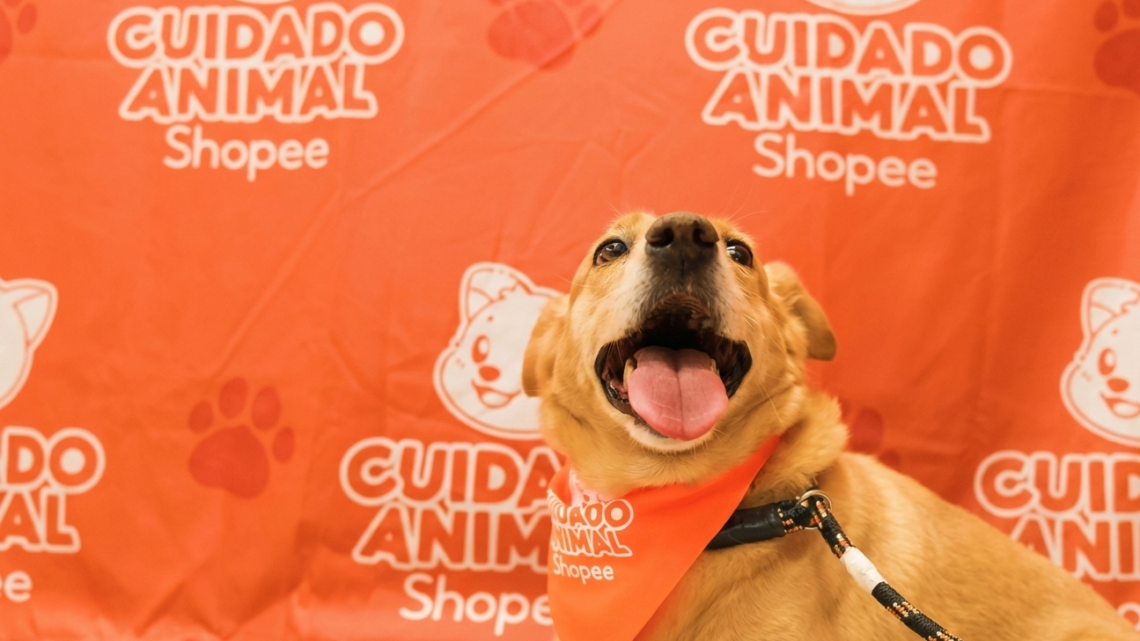 Shopee se une à Ampara Animal pelos cuidados aos animais