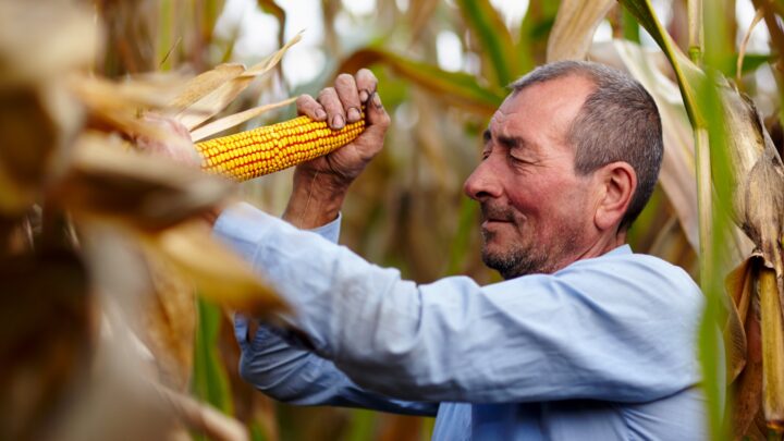 Agricultura familiar na Bahia quadruplica produtividade