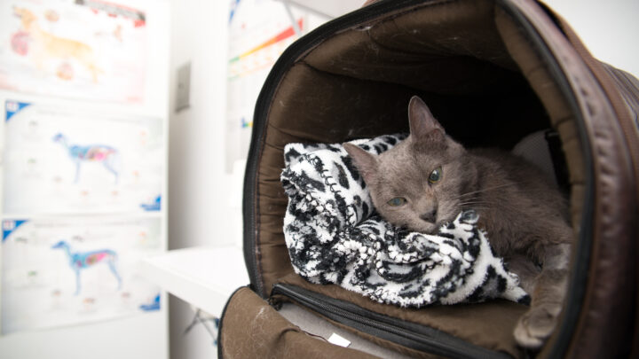 Depressão, estresse e agressividade: como identificar, tratar e prevenir transtornos emocionais em cães e gatos