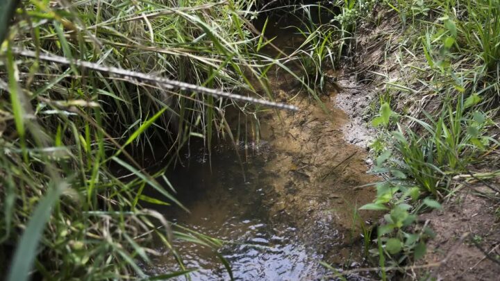 Cerrado ganha ação para recuperação de nascentes e proteção de mananciais