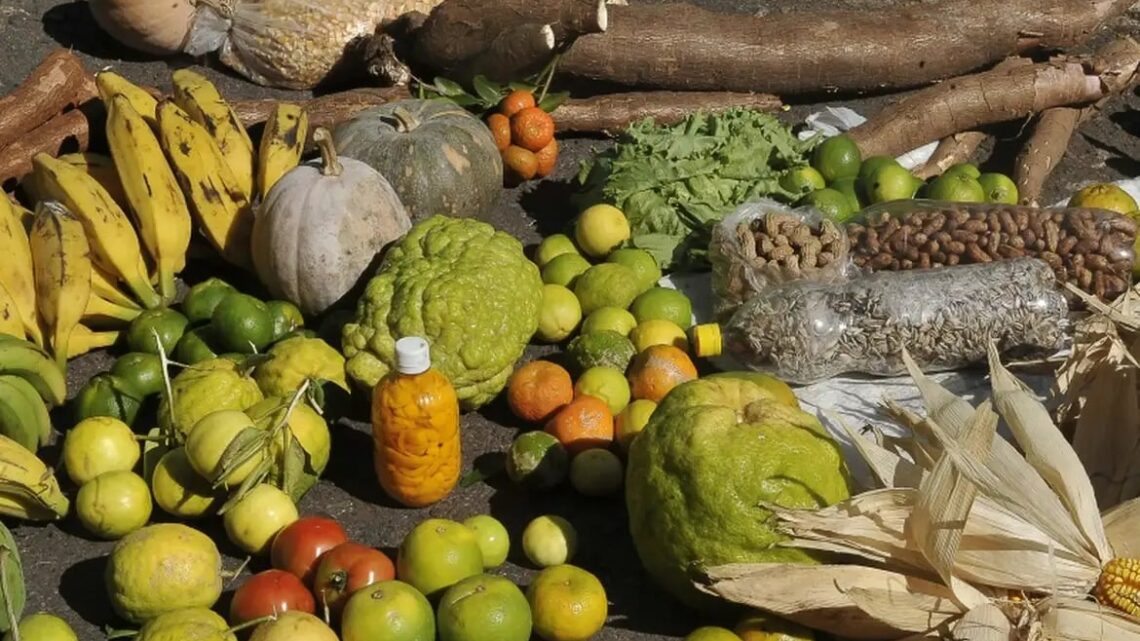 Prazo para adesão ao PAA termina em 19 de janeiro para municípios do Norte e Nordeste