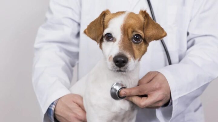Férias: A importância do check-up para animais em espaços compartilhados