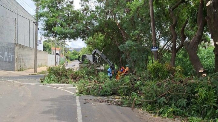 Prefeitura de Nova Odessa realiza poda preventiva na Rua Ilda Bagne da Silva para garantir segurança e mobilidade urbana 