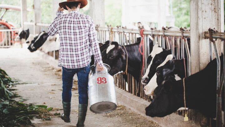 Escovas técnicas em nylon impulsionam higiene e eficiência na pecuária leiteira