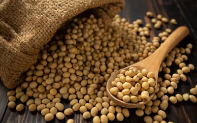 Soja e trigo: confira as cotações de preço para esta segunda-feira (9)