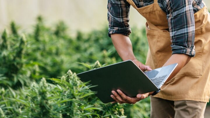 Novas RDCs da Anvisa aquecem mercado de cannabis medicinal