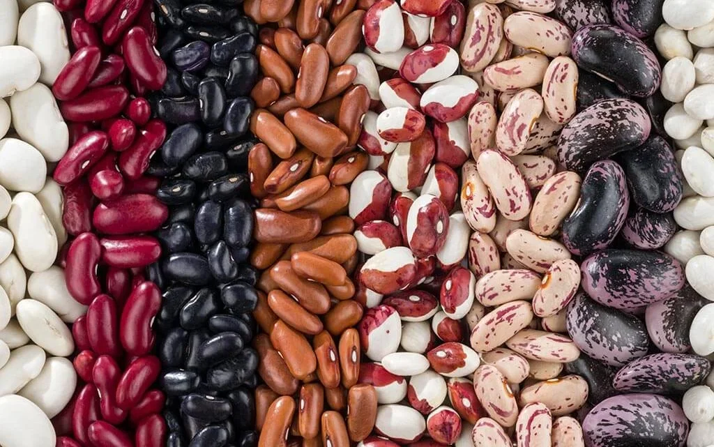 Dia Mundial do Feijão: nutricionista explica os principais benefícios de manter este alimento no prato