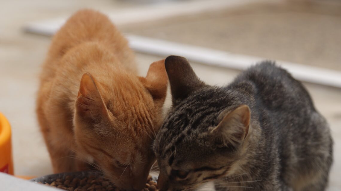 Prefeitura fará mutirão de castração de 360 animais de estimação em abril