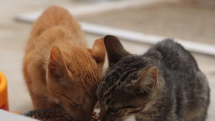 Prefeitura fará mutirão de castração de 360 animais de estimação em abril