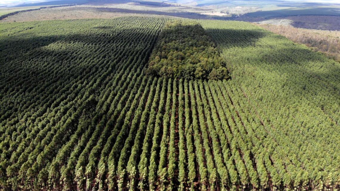Setor florestal avança em MG e projeta ciclo 2026-2030