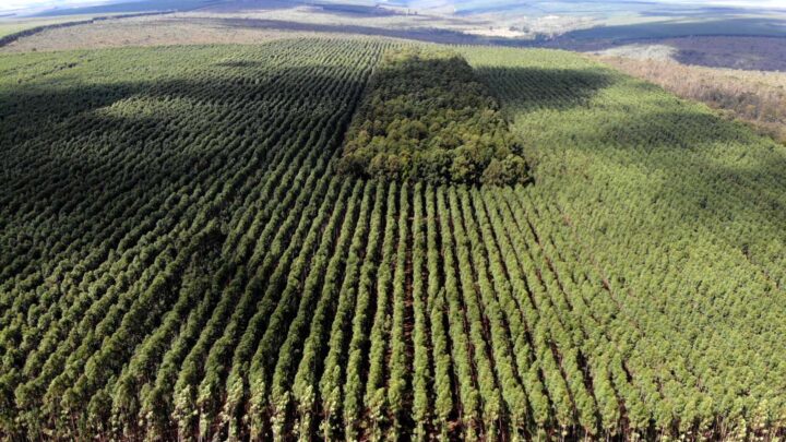 Setor florestal avança em MG e projeta ciclo 2026-2030